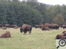 Dospělí samec bizona dorůstá váhy až jedné tuny