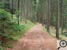 Od České Čermné pokračuje krásná lesní cesta