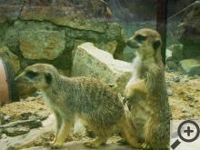 Vedle opeřenců a klokanů můžete ve Zvířátkách spatřit třeba surikaty