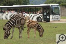Safariexpres projíždí mezi volně se pasoucími zebrami