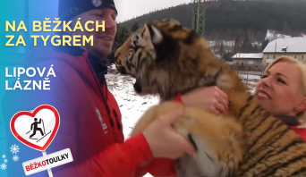 Na běžkách pochovat si tygra I Běžkotoulky Lipová - lázně